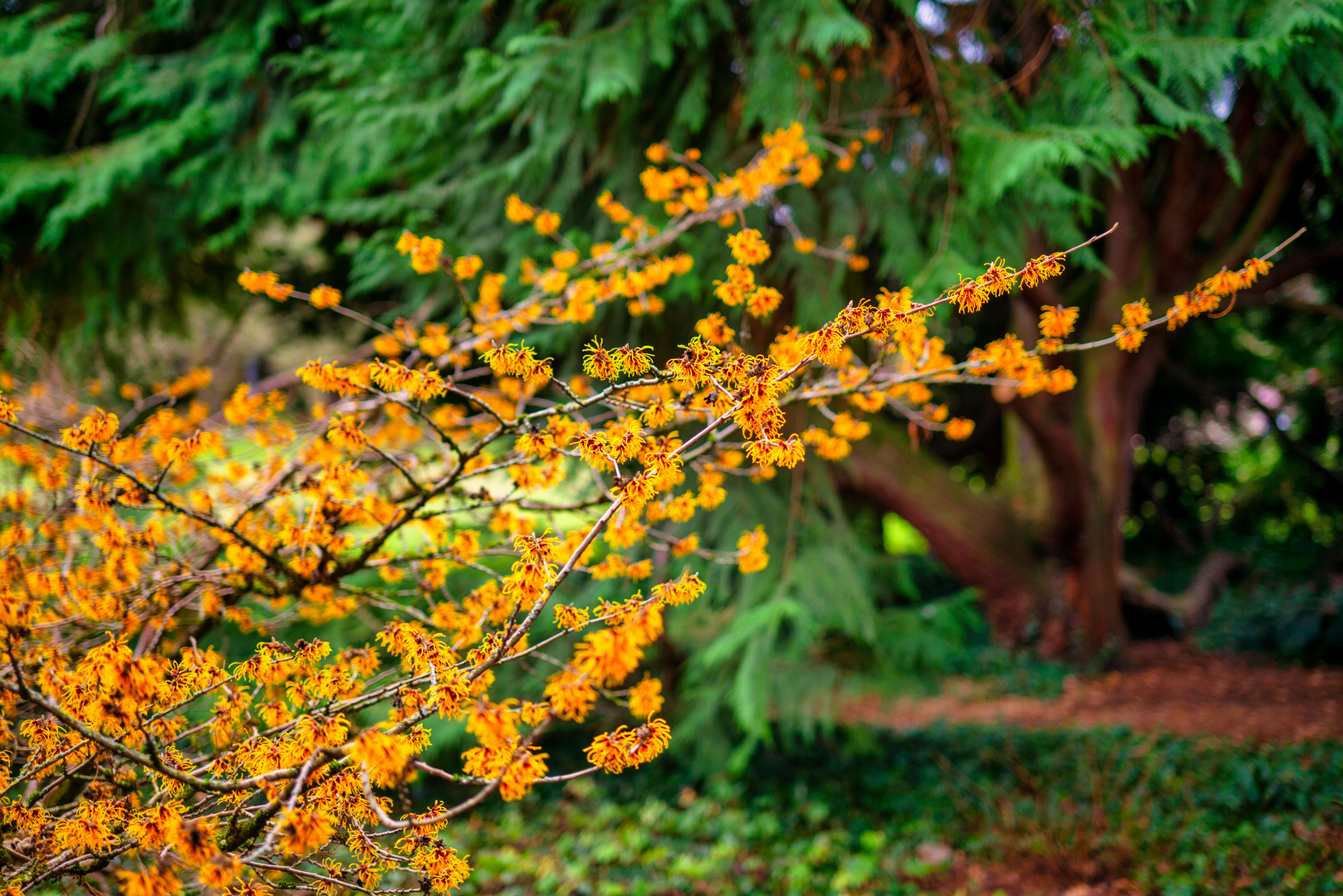 Hamamelis