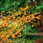 Hamamelis