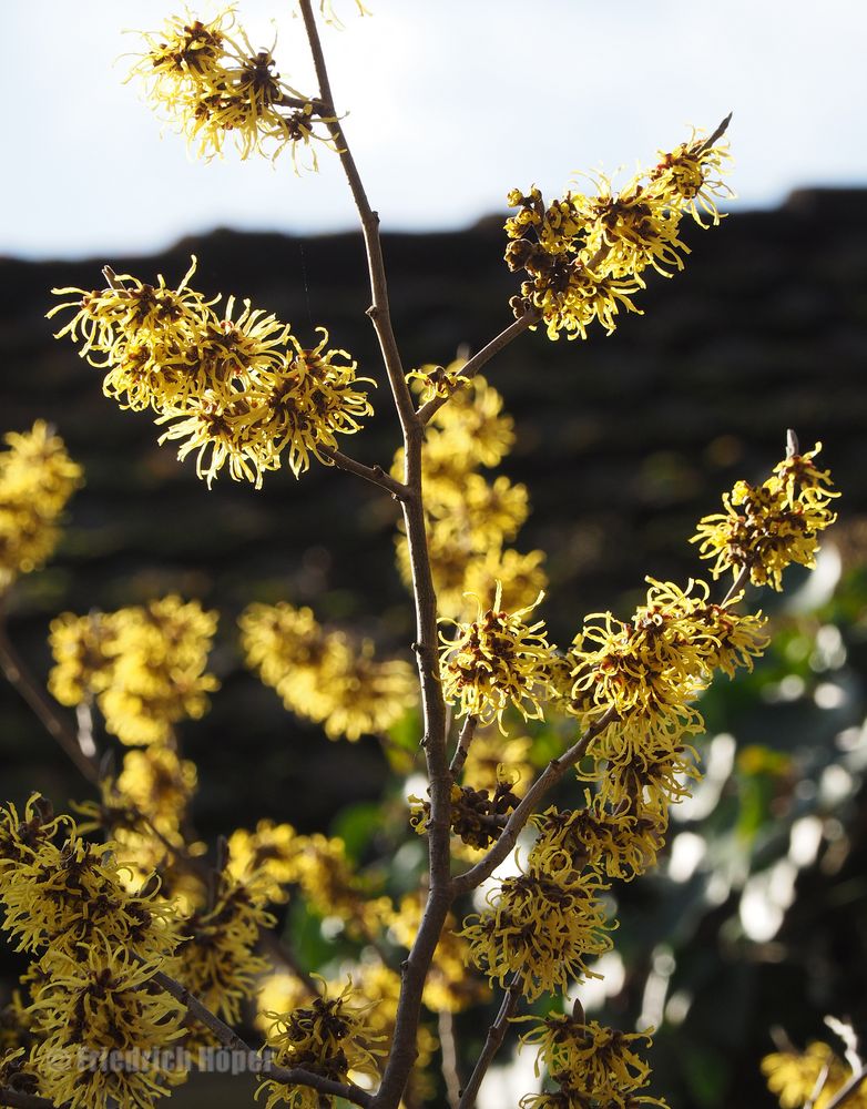 Hamamelis