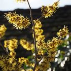 Hamamelis