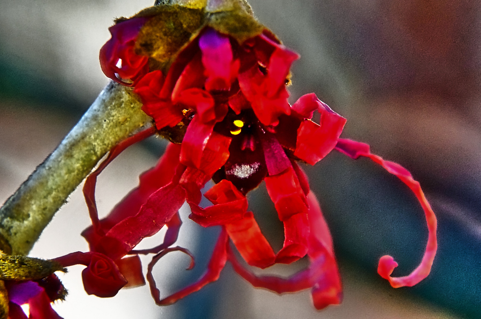 Hamamelis, ein Winterblüher