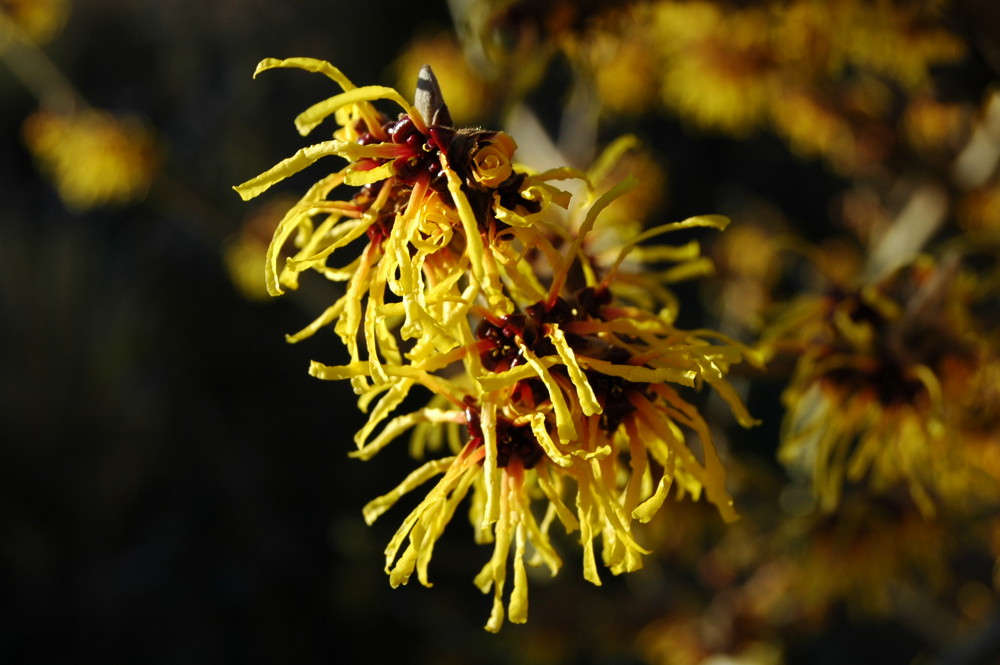 Hamamelis/ eine bezaubernde Nuss