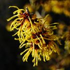 Hamamelis/ eine bezaubernde Nuss