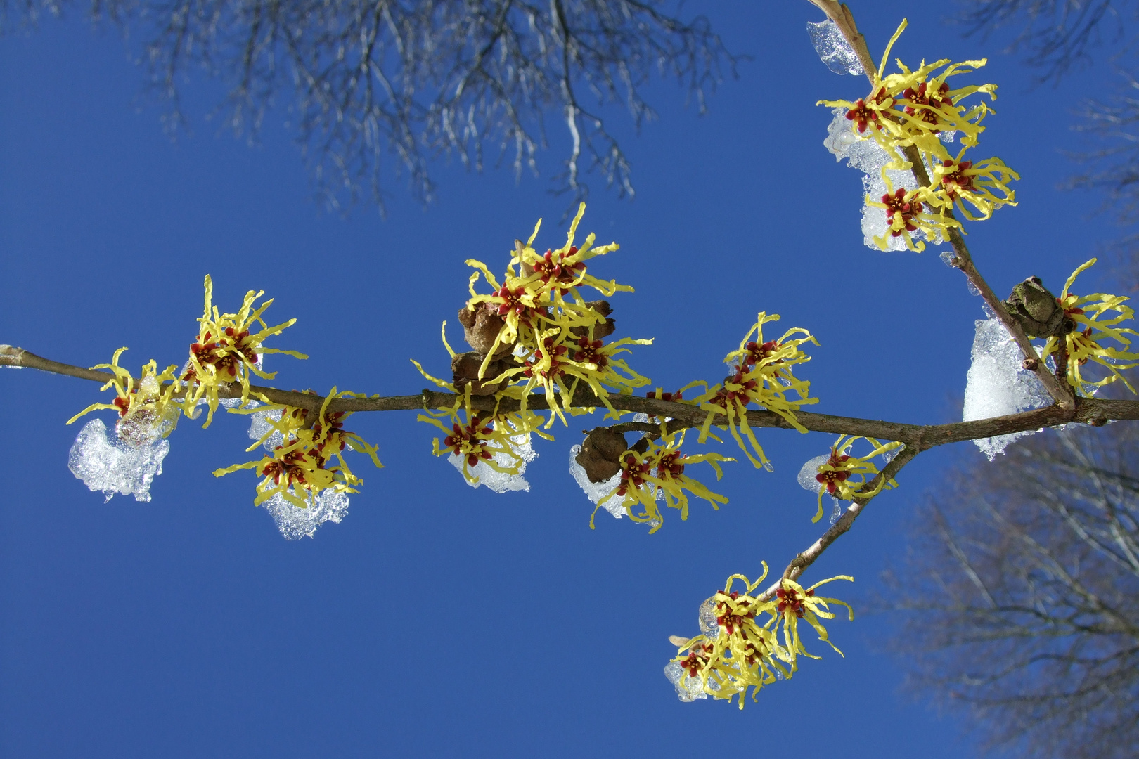 Hamamelis