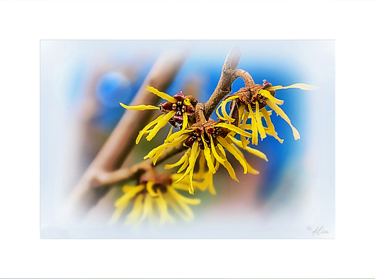 Hamamelis