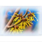 Hamamelis