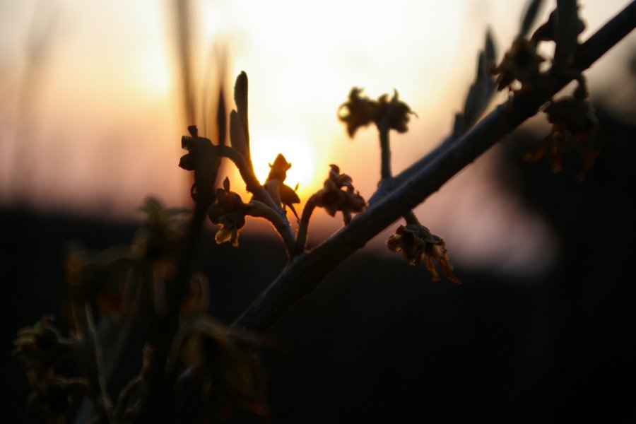 Hamamelis