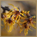 Hamamelis -I-