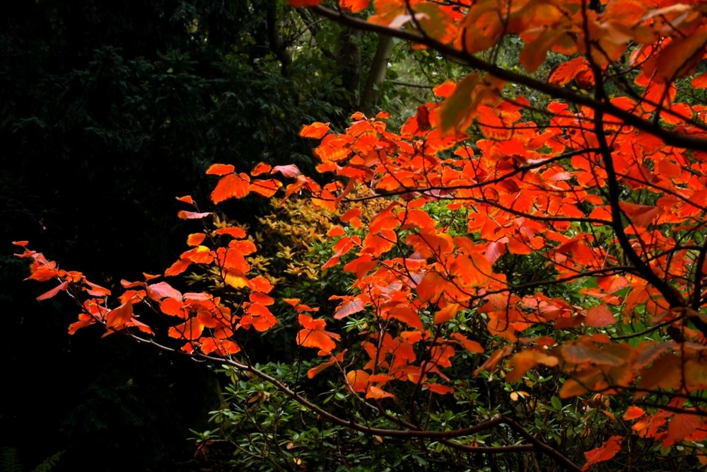 Hamamelis II