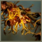 Hamamelis -II-