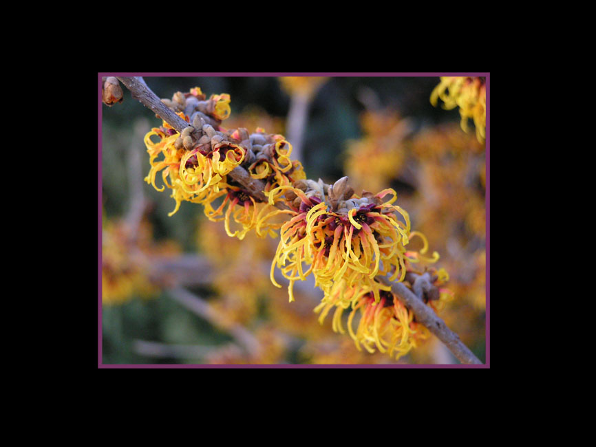 Hamamelis II