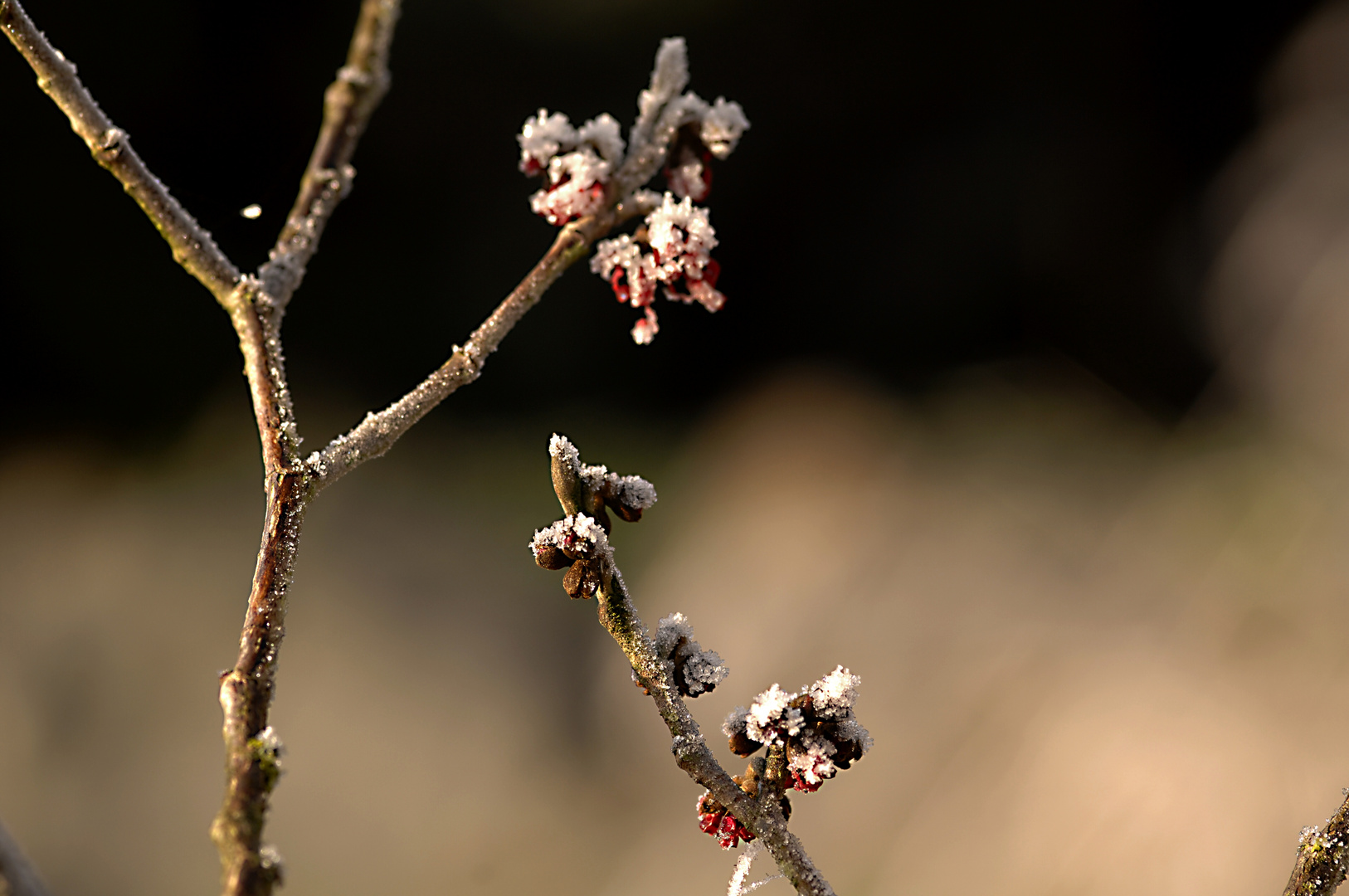 Hamamelis im Eispanzer 2