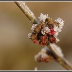 Hamamelis im Eispanzer