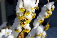 Hamamelis im Februar 2009