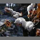 Hamamelis im Schnee (1)