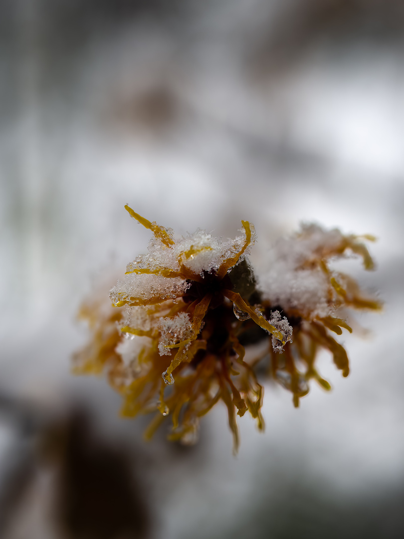 Hamamelis im Schnee