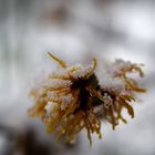 Hamamelis im Schnee