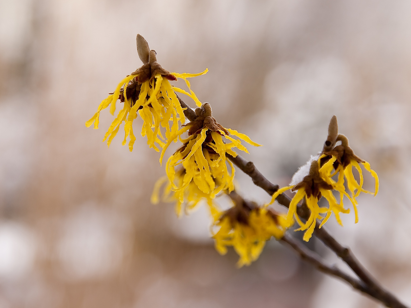 Hamamelis im Schnee