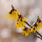 Hamamelis im Schnee