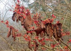 Hamamelis intermedia 'Diana' mit Herbstlaub