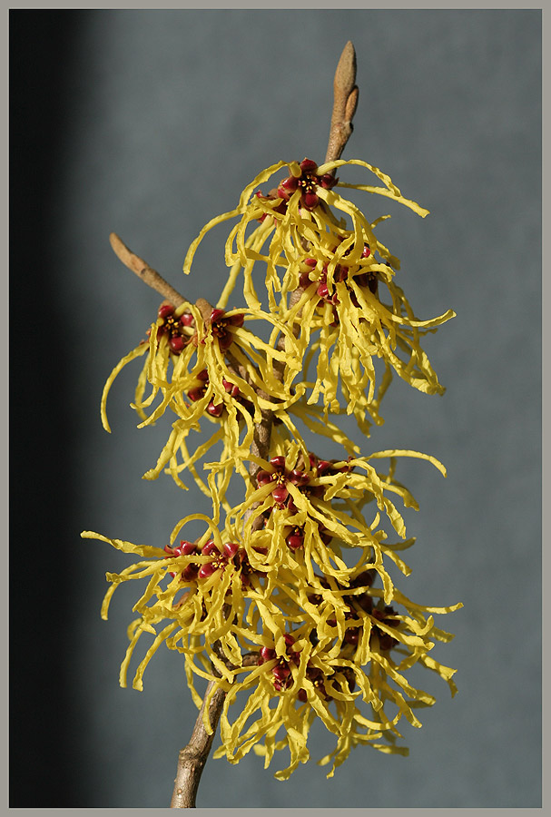 Hamamelis japonica (1)