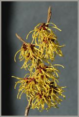 Hamamelis japonica (1)