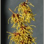 Hamamelis japonica (1)