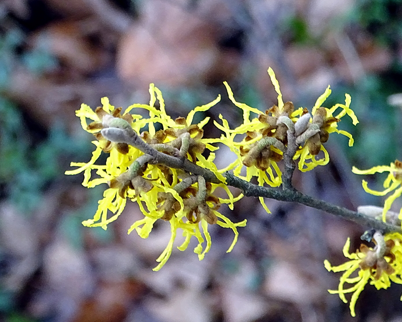 Hamamelis japonica  -