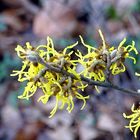 Hamamelis japonica  -