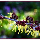 Hamamelis Japonica