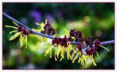 Hamamelis Japonica