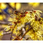 Hamamelis japonica