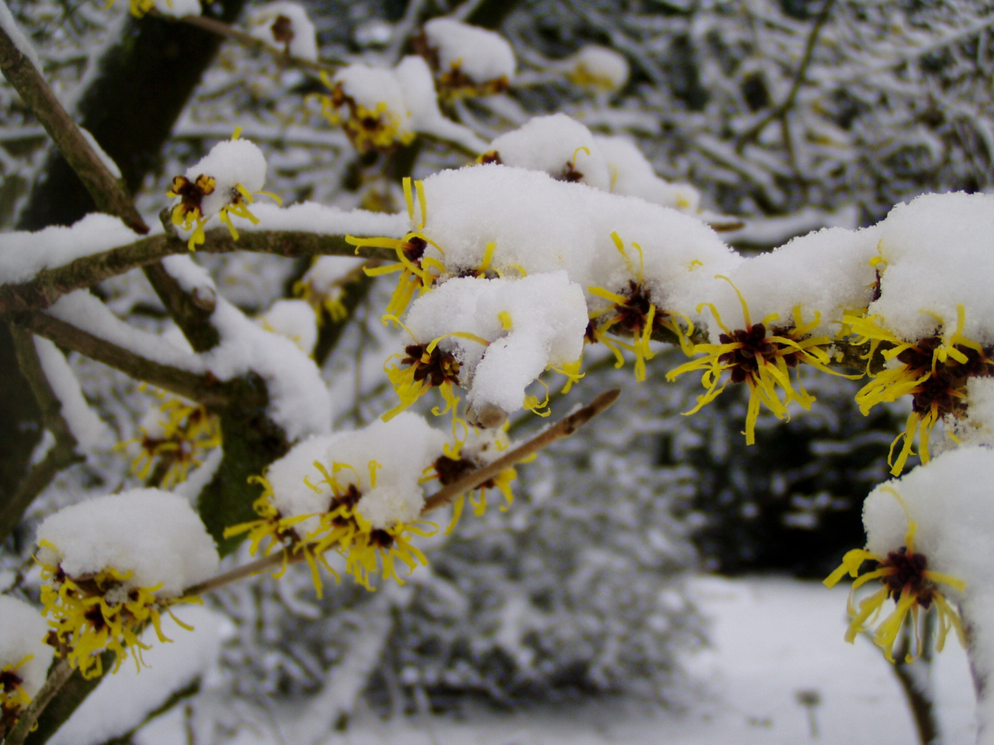 Hamamelis mit Schneekleid