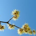 Hamamelis mollis