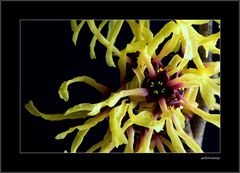 Hamamelis mollis # 3