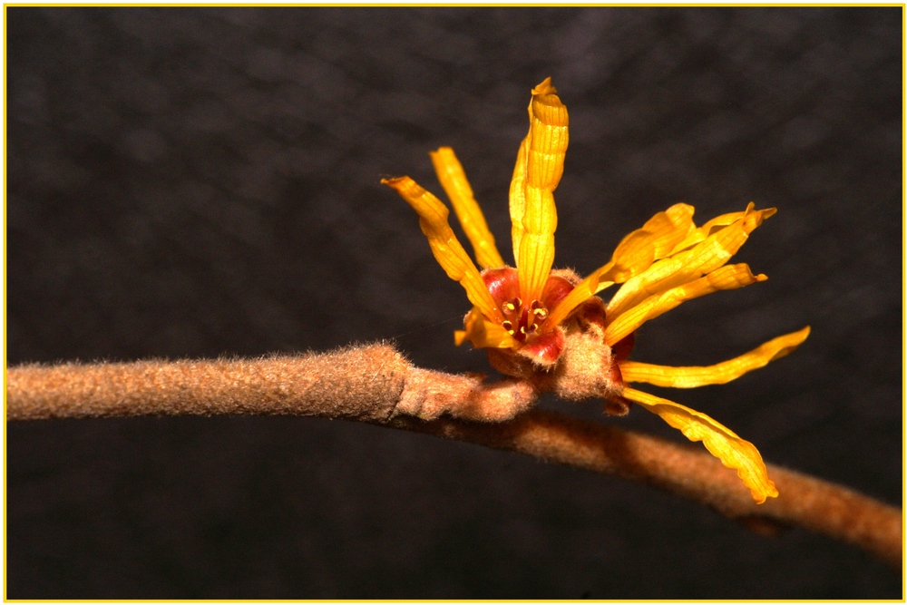 Hamamelis mollis