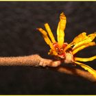 Hamamelis mollis