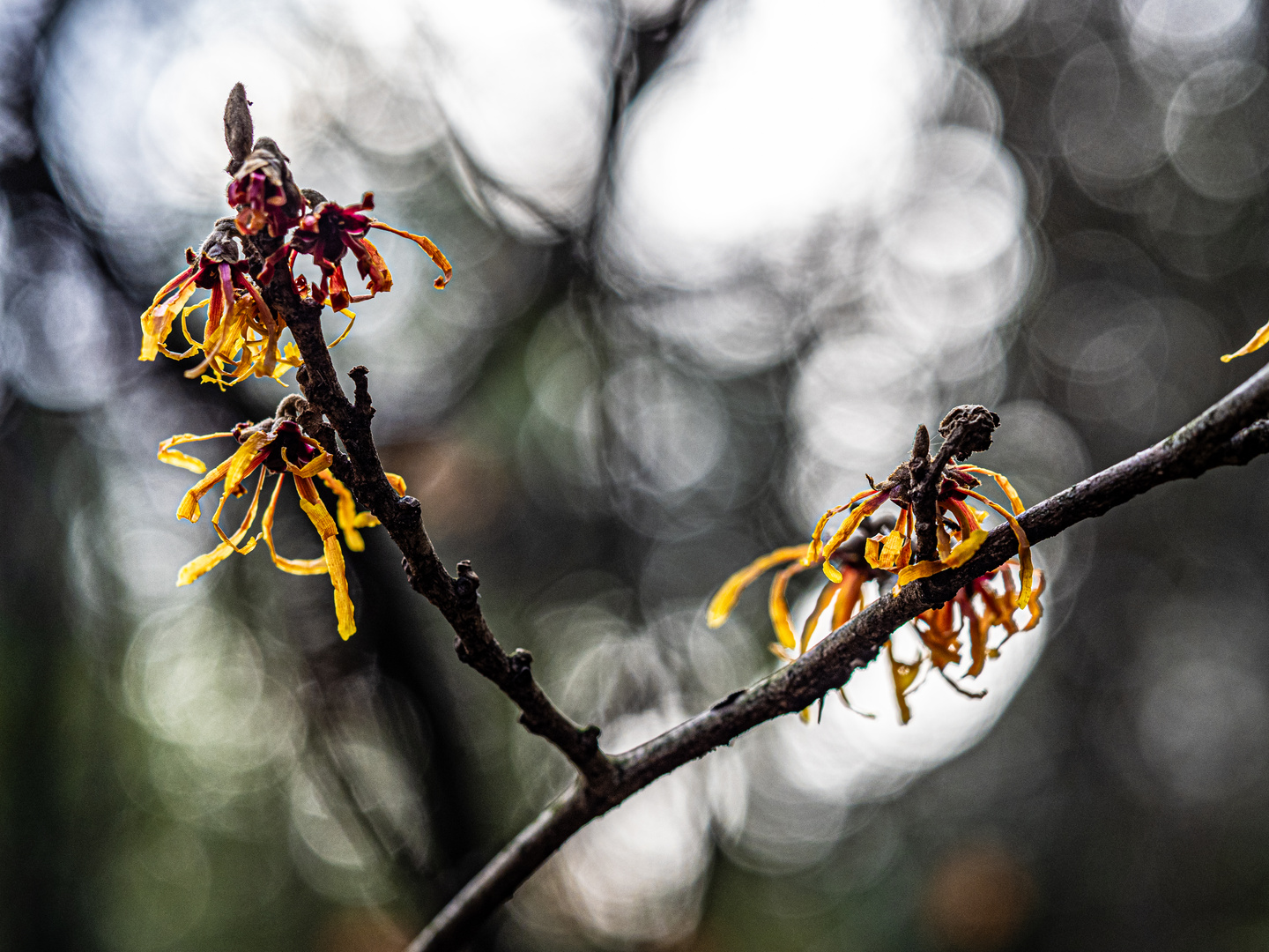 Hamamelis oder Zaubernuss