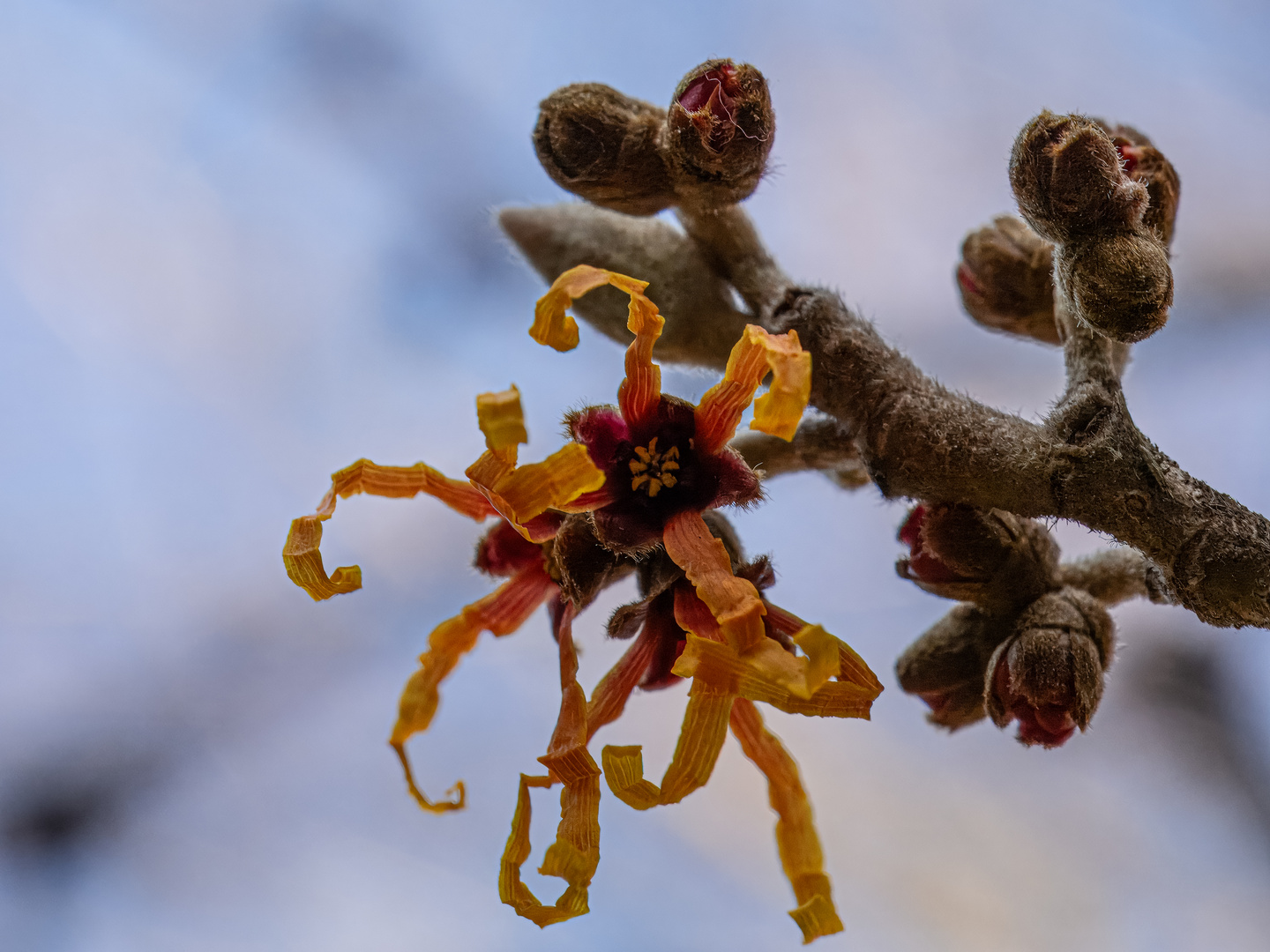 Hamamelis oder Zaubernuss