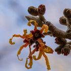 Hamamelis oder Zaubernuss