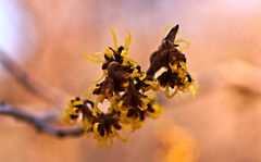 Hamamelis - sind das eigentlich die ersten im Jahr ?