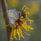 hamamelis - winterblüte