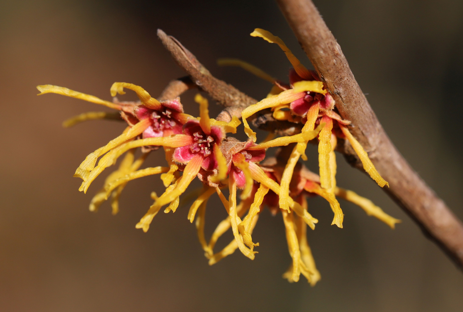 Hamamelis x intermedia "Arnold promise"...