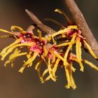 Hamamelis x intermedia "Arnold promise"...