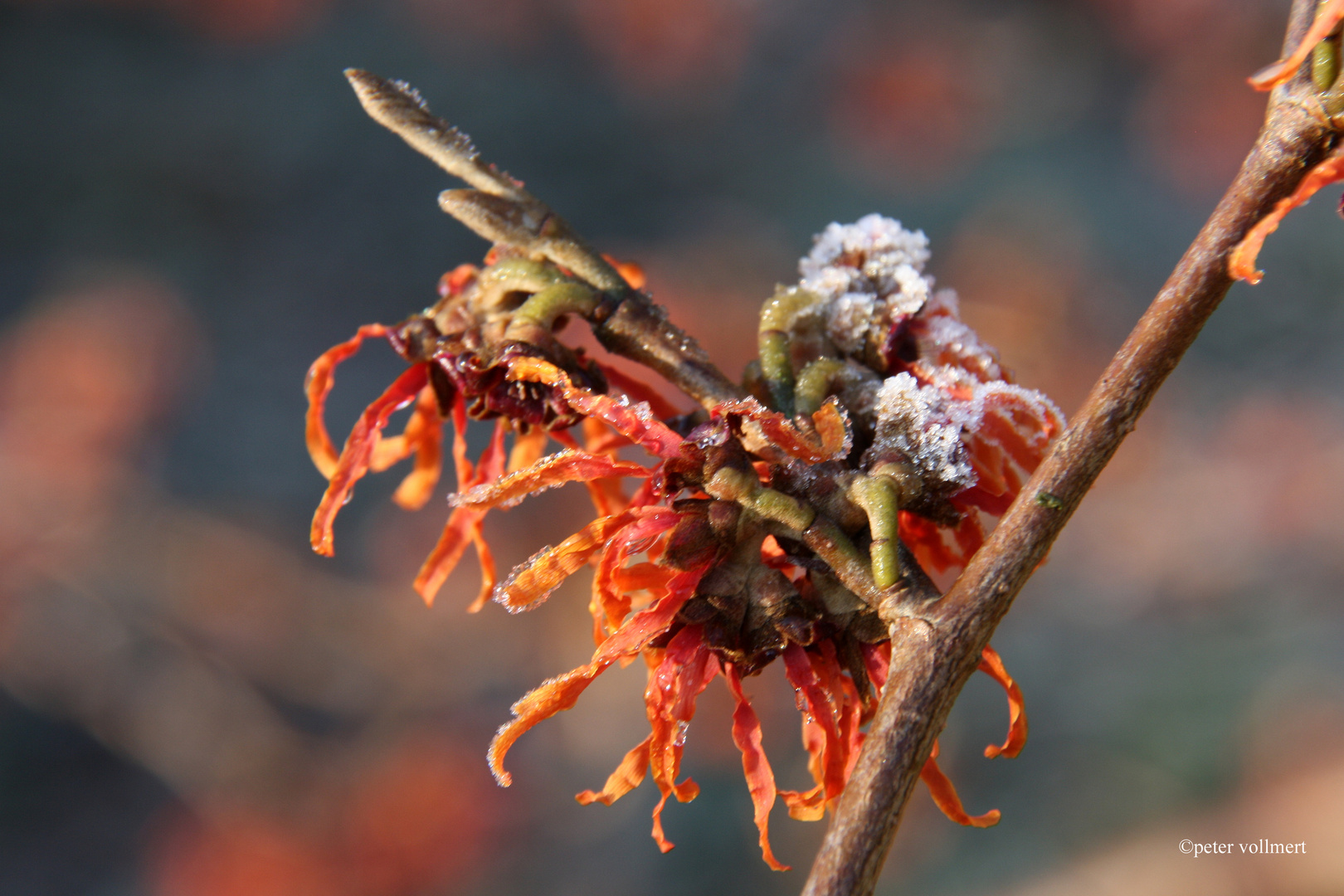 Hamamelis x intermedia 'Diana' mit Raureif