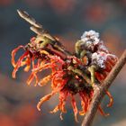 Hamamelis x intermedia 'Diana' mit Raureif