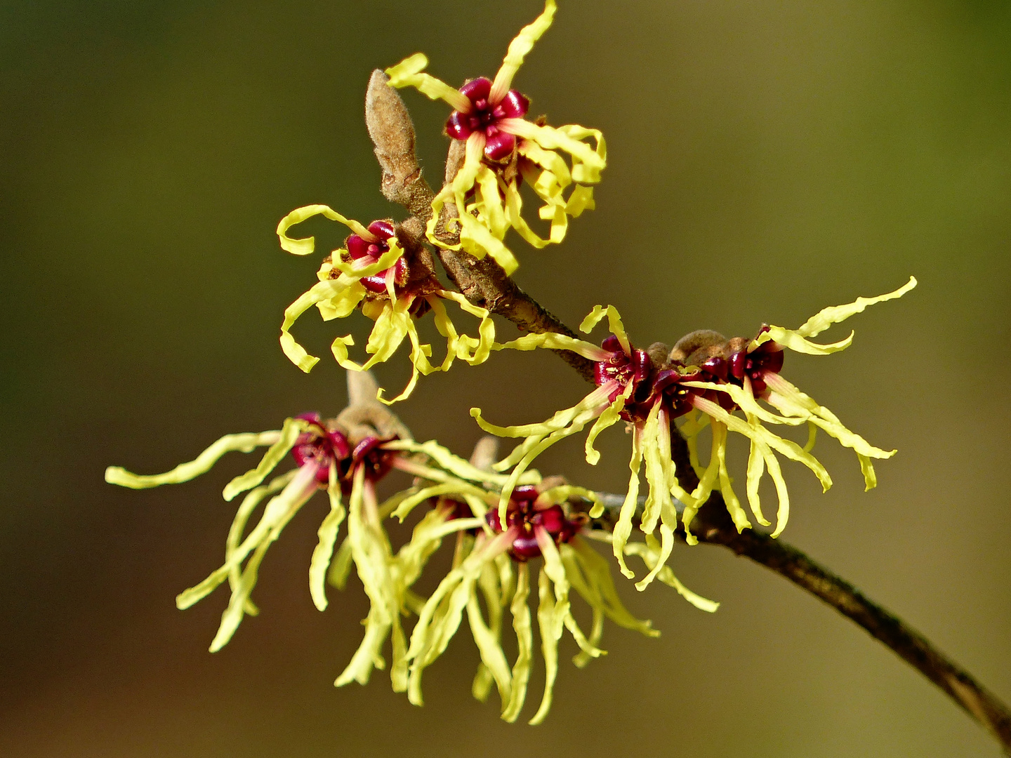 Hamamelis x intermedia Moonlight