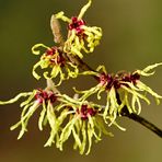 Hamamelis x intermedia Moonlight