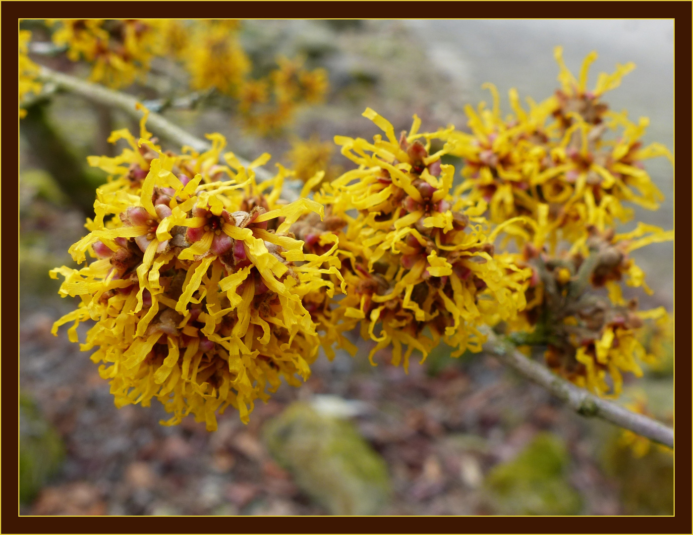 Hamamelis (Zaubernuss)