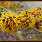 Hamamelis (Zaubernuss)